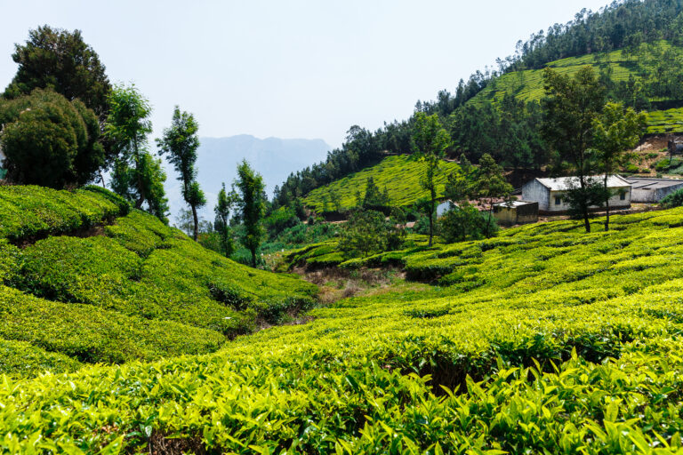 Unwinding in God’s Own Country: 7-day Itinerary For Kerala
