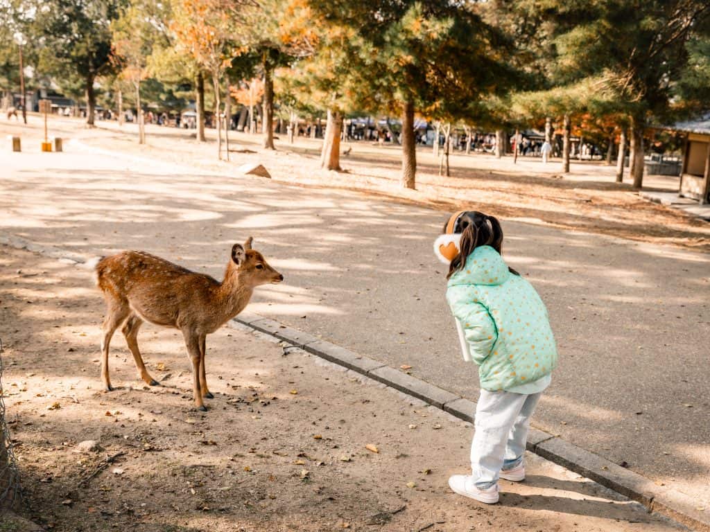 Day Trip to Nara From Kyoto